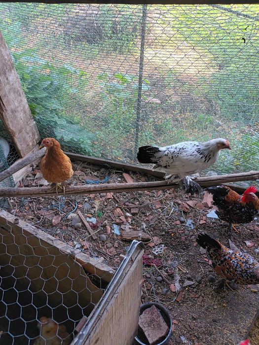 Vind pui gainuse pitice