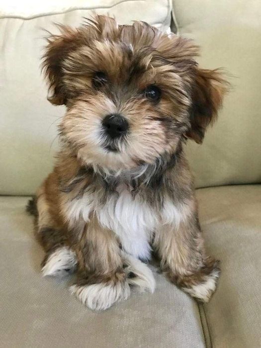 Bichon maltez 600 lei