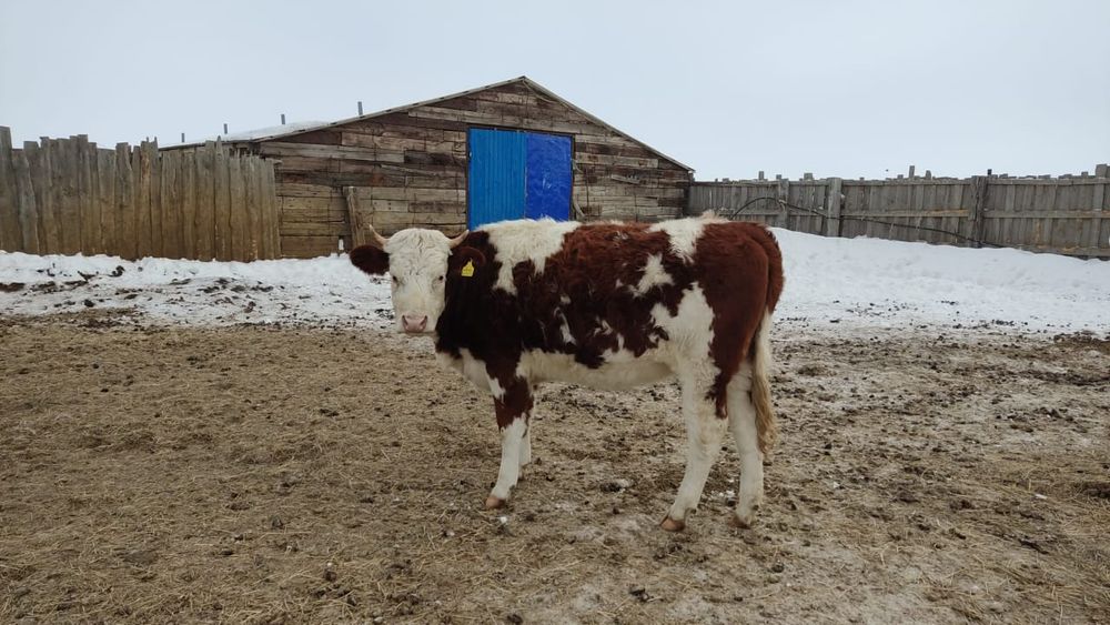 КРС, корова, сиыр