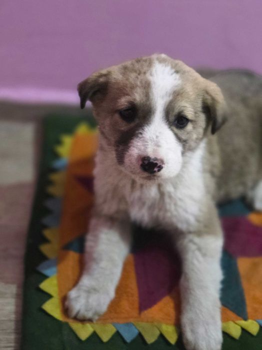 Щенки  девочки добрые руки