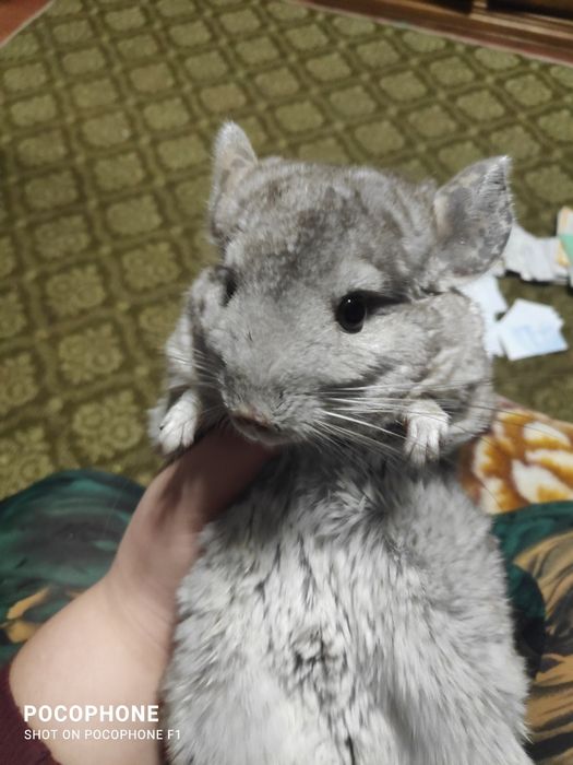 Продам шиншилу .