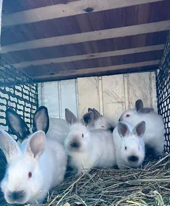 Продается кролики