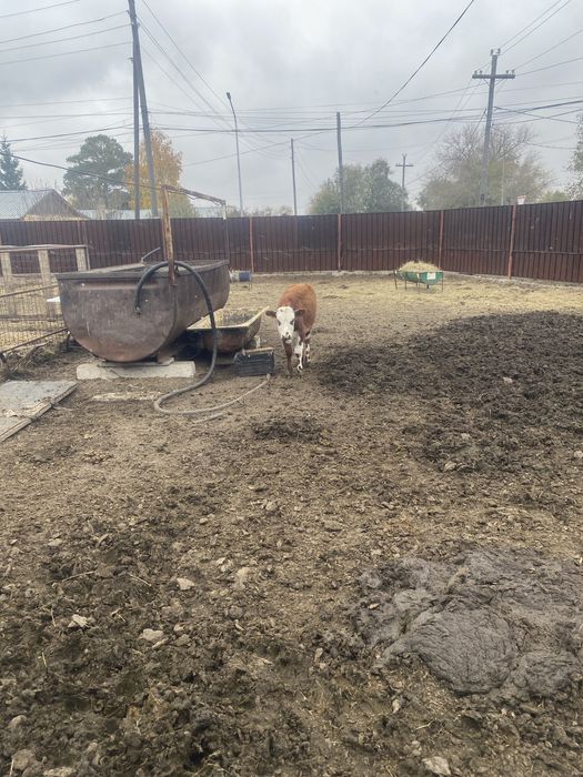 Телочка 5месяцов