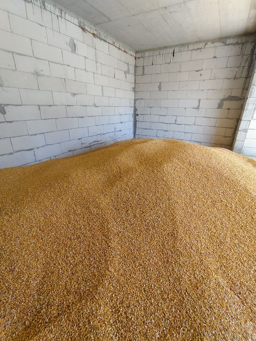 Vând porumb boabe recoltă 2025