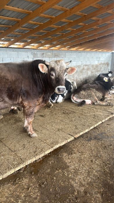 Бык, КРС, коровы