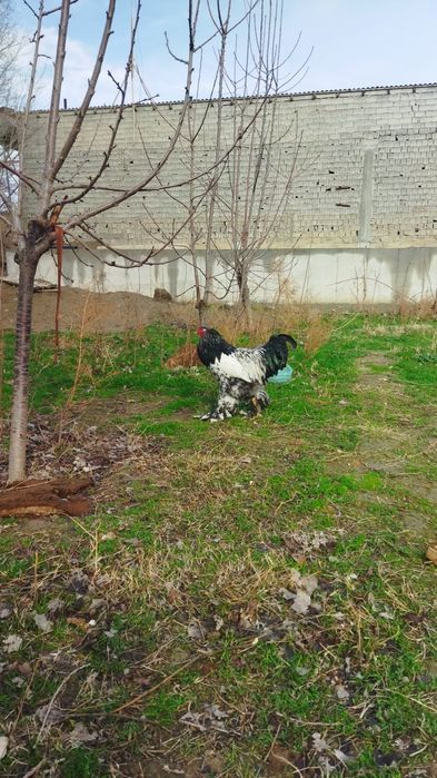 Брама хурозлар сотилади