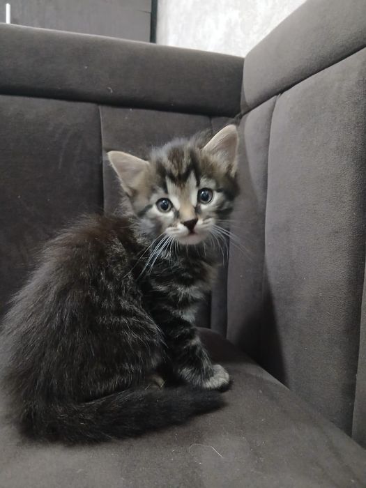 Продам котят  британцы
