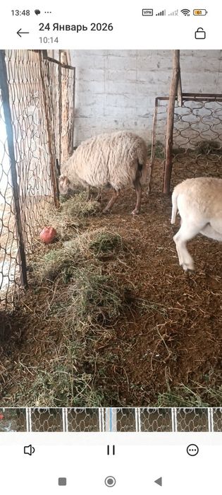 Дорпер зотли куйлар сотилади