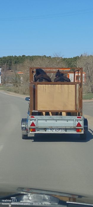 Перевозка скота, коневозка