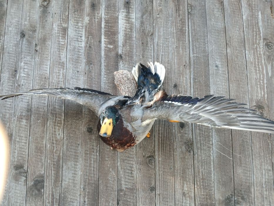 Препарирани птици