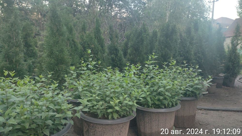 Вязь Мелко листный (Карагач)