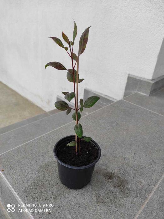 Продавам шам фъстък разсад фиданки