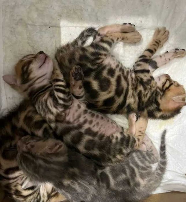 Бенгальские котята Высокопородные