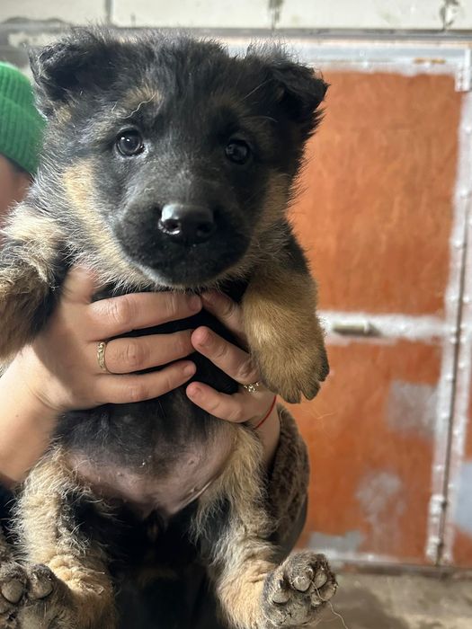 Щенки немецкой овчарки