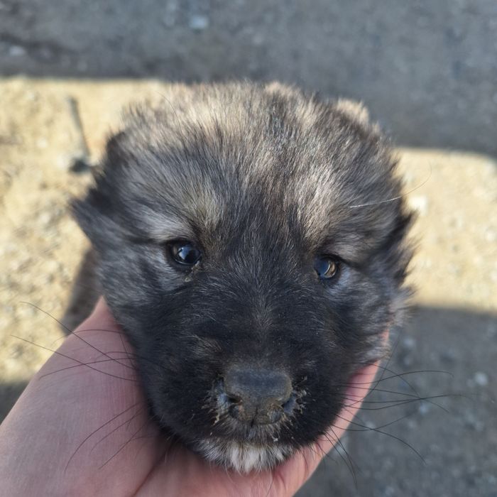 Кушик щенок смесь