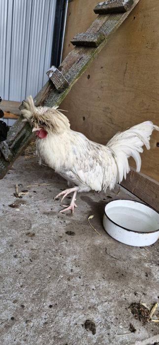 Cocoș moțată olandeză