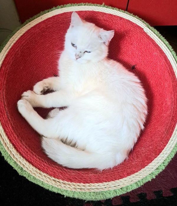 Шотландско котенце