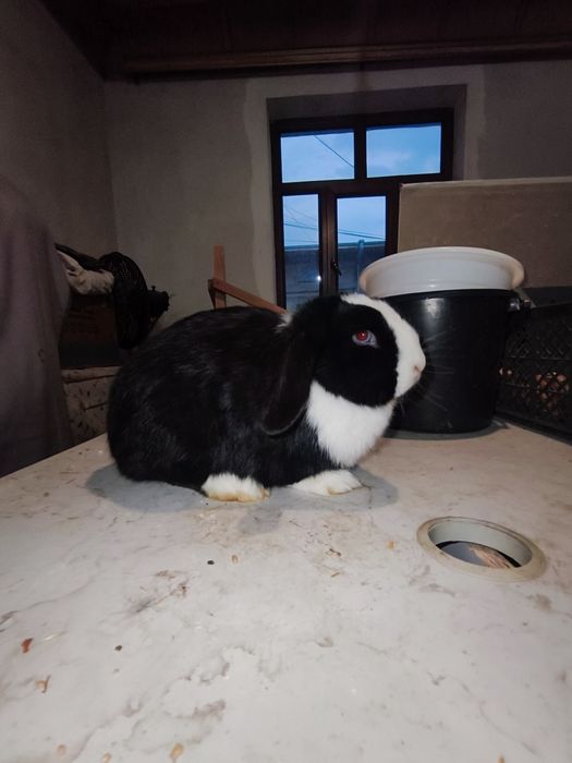 Karlik baran samka quyon sotiladi