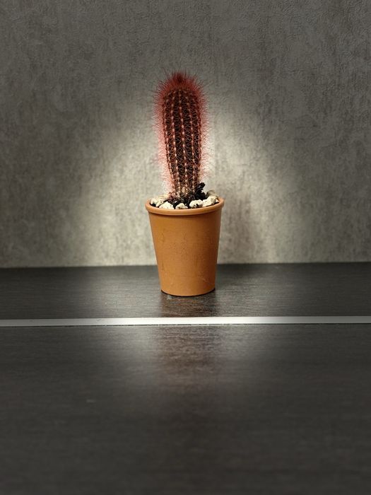 Кактус - Пламъчко