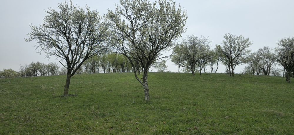 Teren Dumbrăvița de Codru