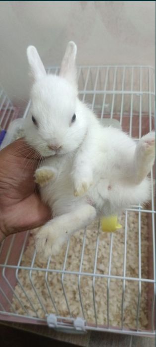 Дикаративный карликовый кролики