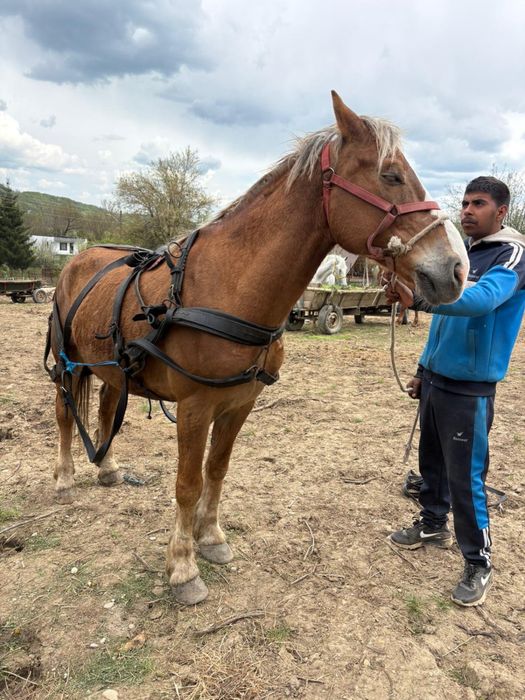Vand cal de 8 ani si o manza de un an di o luna