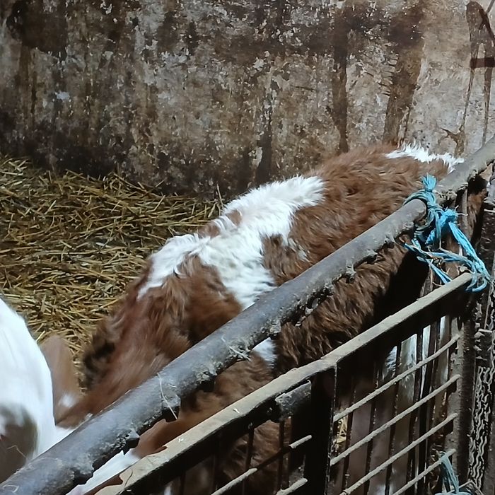 Vitei sugari baltata românească