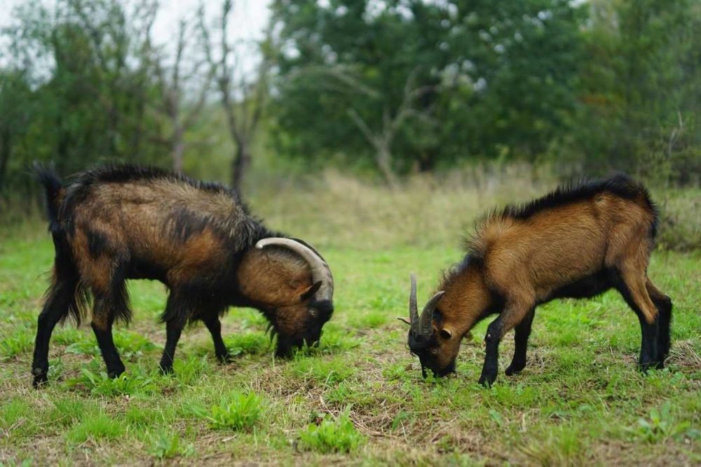 Vand TAP alpina franceza 1 an - foarte viril - vanzare sau schimb