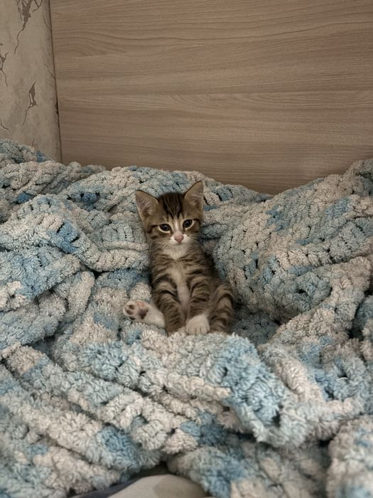 Отдам в добрые руки