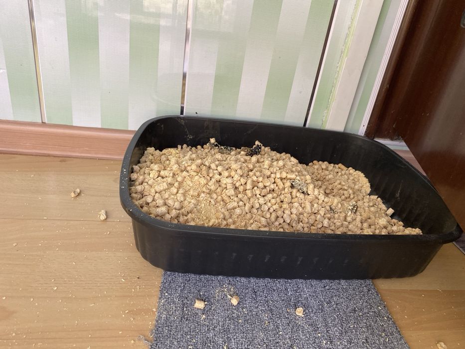 кошка ищет новый дом