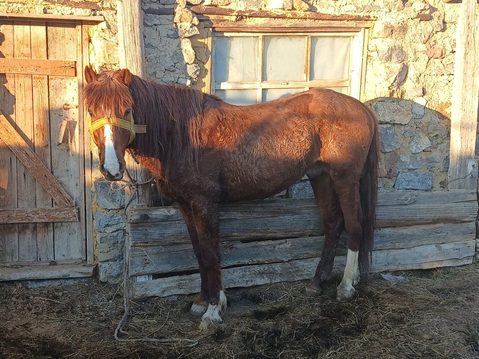 Айгыр сатылады 8 жасар.