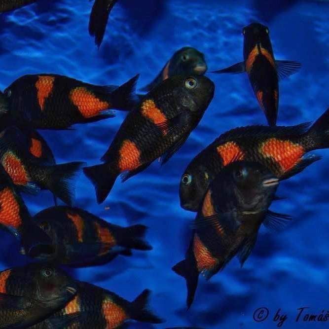 Рибки Танганика и Малави Цихлиди