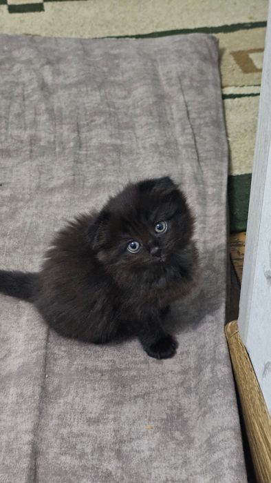 Scotish fold xeyland