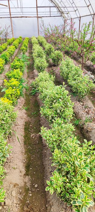 Gullar Shamshod bravo eron, шамшод, браво