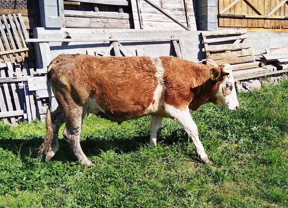 Juninca baltata romaneasca