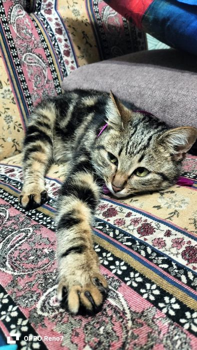 Срочно продам бенгала мальчик,4 месяца,торг