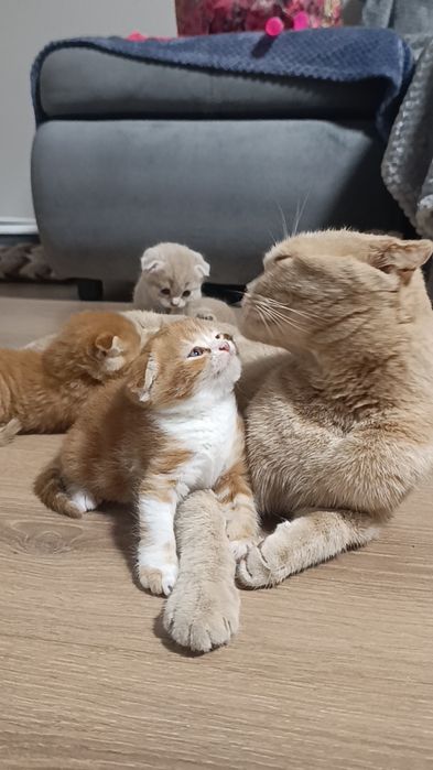 Породистые котята