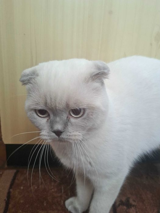 Шотландски клепоухи котета