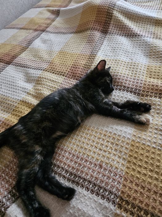Котенок ( кошечка) Багира