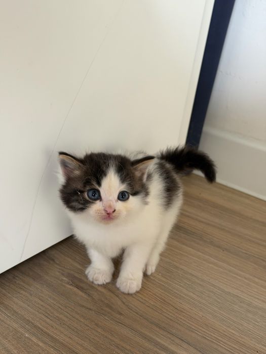 Котенок в добрые руки