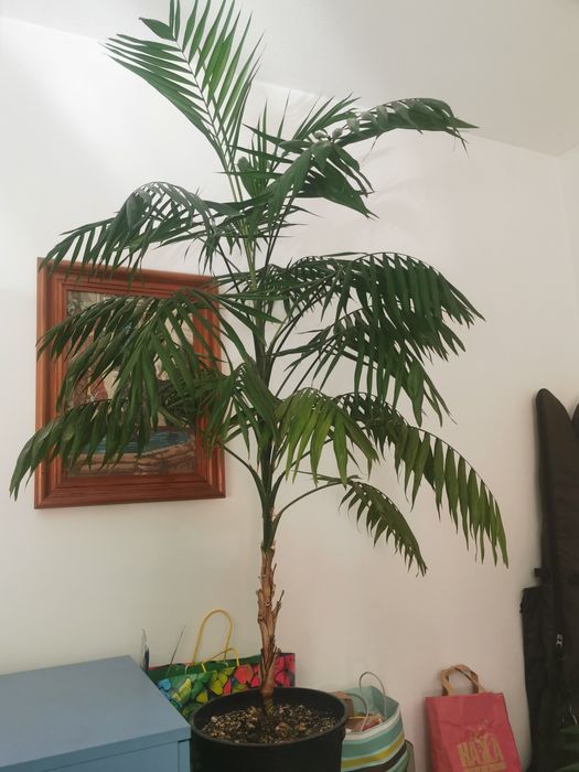 Палма "Хаминдорея"