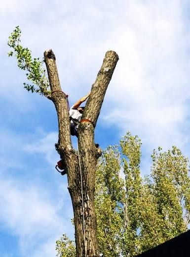 Taiere toaletare copaci cu alpinisti profesioniști oriunde cu plăcere