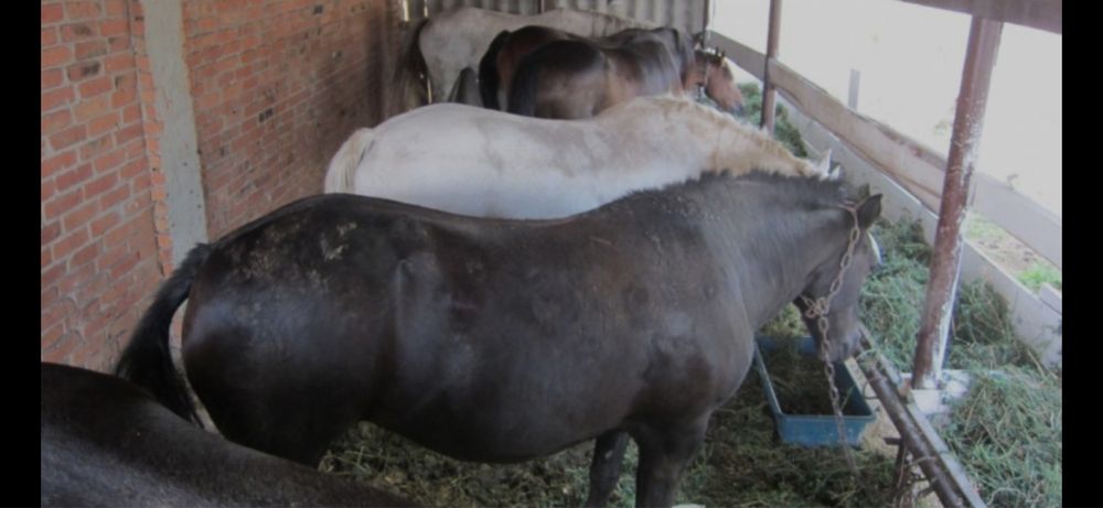 Мясо  конина мясо