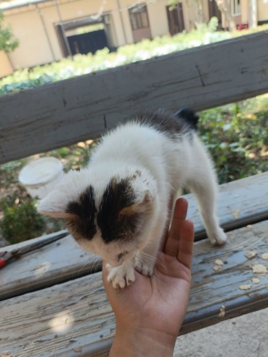Dumi yoʻq tugʻilgan mushuk aka ukalarini dumi bor