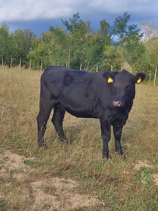 Se vând 8 juninci Angus cu certificat, foarte frumoase