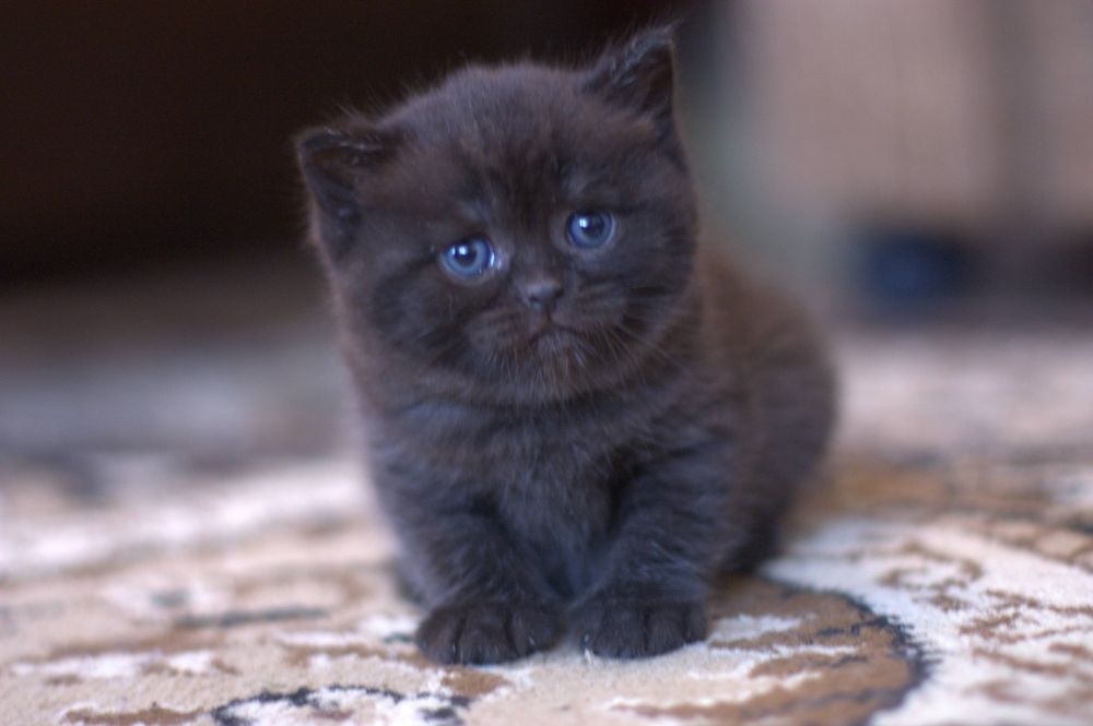 Шикарные шотландские котята