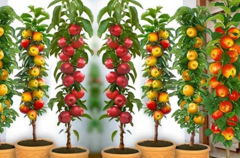 Pomi fructiferi și plante