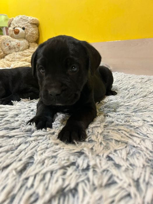 Продават се прекрасни кученца порода Кане Корсо