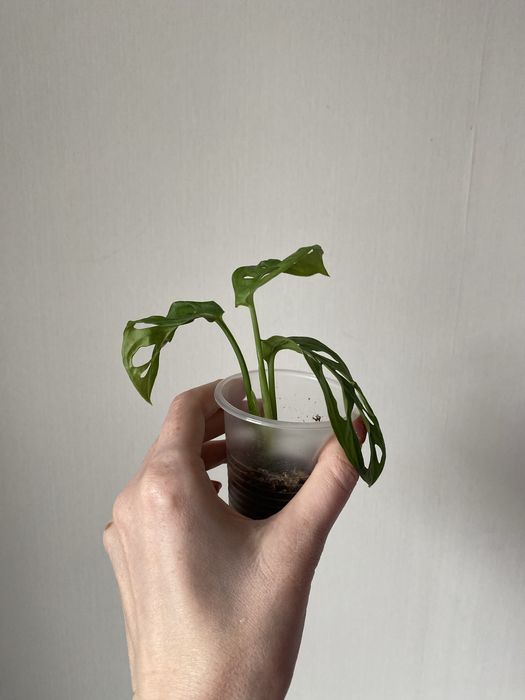 Монстера манки лиана