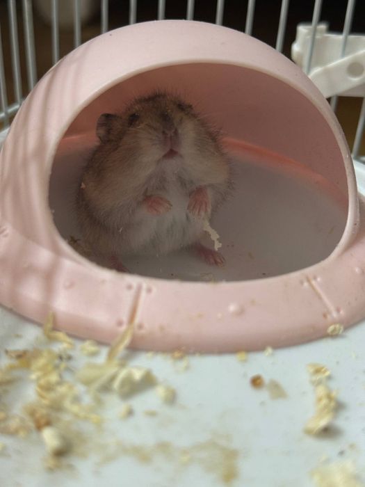 джунгарский хомяк